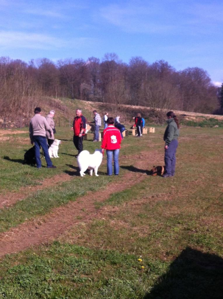 Groupe des chiots