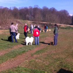 Groupe des chiots